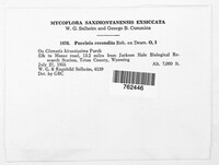 Puccinia recondita image